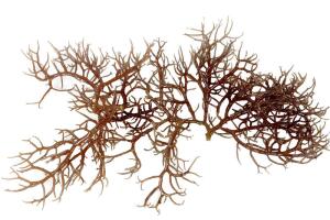 Чем полезна морская капуста?