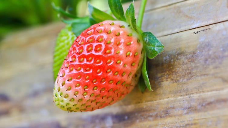 Как размножить клубнику?