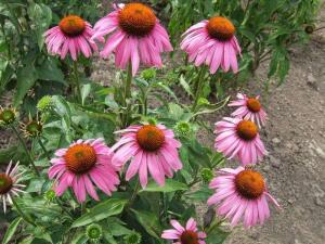 Какие бывают эхинацеи?