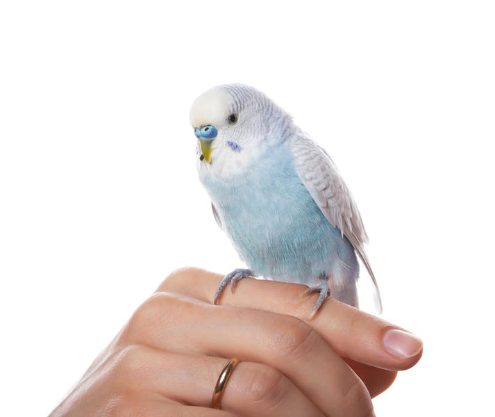 Как выпустить попугая 🦜из клетки в первый раз | Pet7