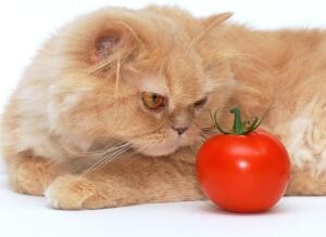 Как кормить персидскую кошку?