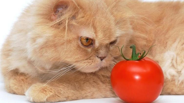 Как кормить персидскую кошку?