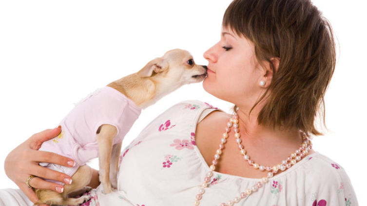 Как выбрать карманную собачку?