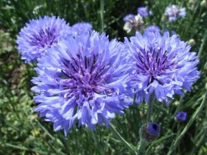 Что расскажет нам цветок кентавра? Василек синий в легендах, преданиях и традициях