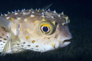 Чем отличаются мужские кулинарные статьи от женских?