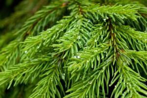 Какие бывают пихты?