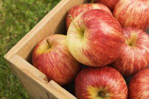 Как хранить зимние сорта яблок?