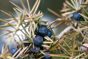 Какие бывают можжевельники?