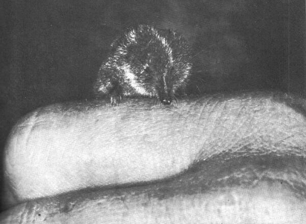 Трансарктическая бурозубка на указательном пальце человека