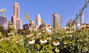 Зачем в городе огород городить? Урбанистическая деревня Чикаго