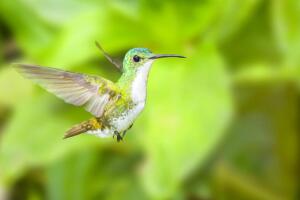 Самые маленькие птицы – какие они?