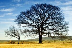 Что такое любовь с точки зрения теории доминирования?