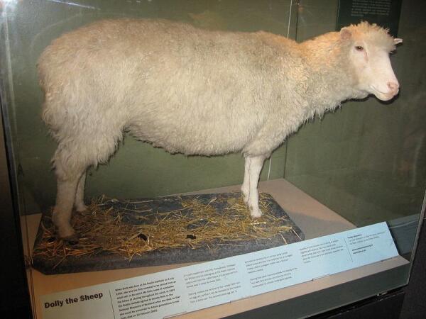 Клонированная овца Долли