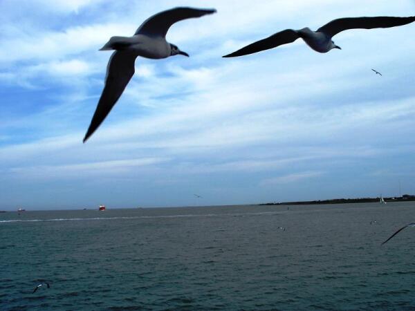 Чайки над заливом