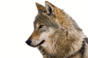 Человек и волк: существует ли мистическая связь на самом деле?