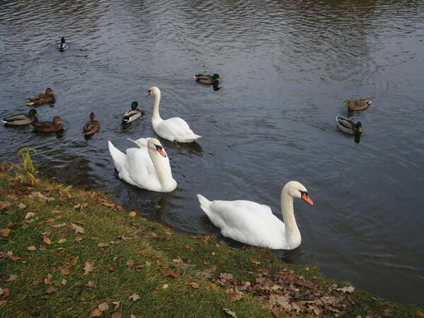 Лебеди в замковом пруду
