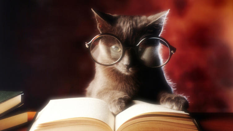 День кошек в России. Какие «кошачьи» словосочетания нам известны?