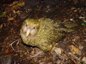 Не съедят ли маори какапо? Нелетающий попугай Новой Зеландии