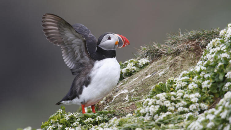 Как получить сертификат о пересечении Полярного круга?