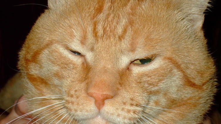 Весьма благородный, если судить по кровным родственникам