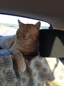 На дачу, шеф!