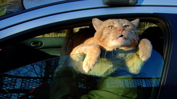 Пустите скорее на волю!