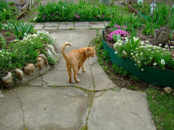 Дачная воля