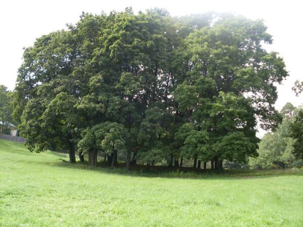 Ступишинские липы