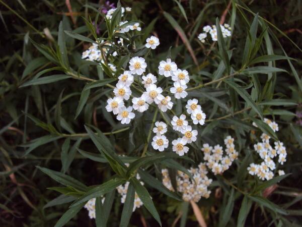 Богат растительный мир Айской долины