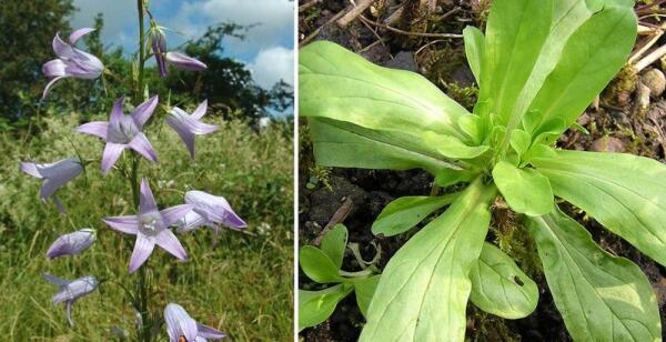 Два немецких Rapunzel - колокольчик и валерьяница (полевой салат)