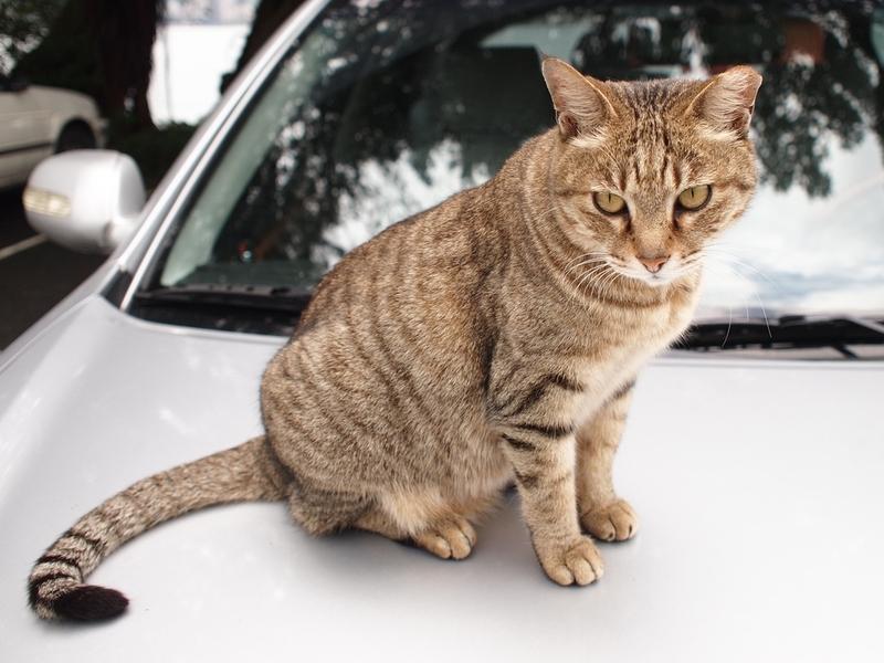 Как потерявшиеся коты находят дорогу домой? | Животные | ШколаЖизни.ру