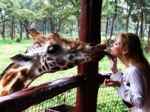 Любят ли жирафы целоваться?