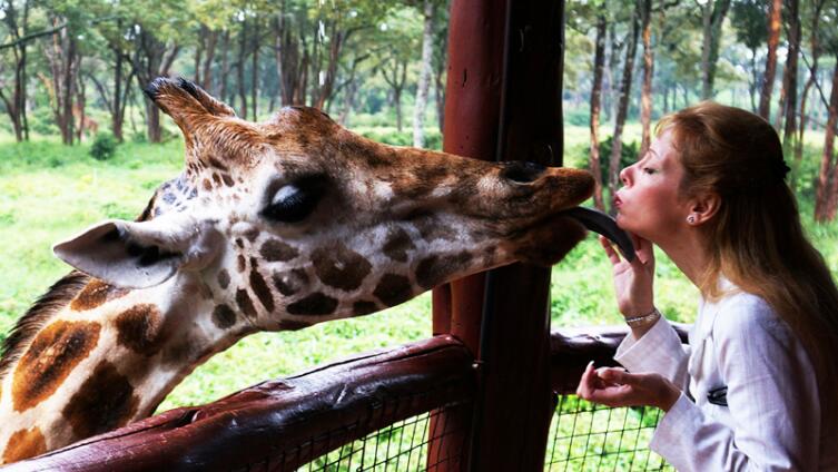 Любят ли жирафы целоваться?