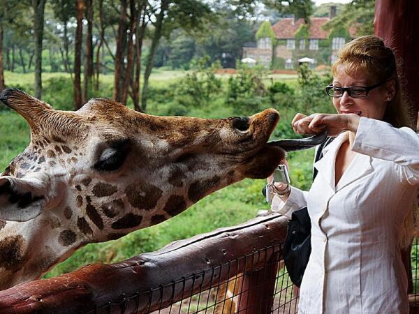 Длина языка у жирафа  позволяет ему чистить уши своим языком и доходит до 45 см