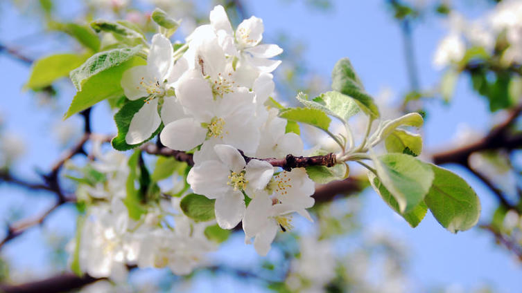 Нужно ли обрывать цветки у яблони?