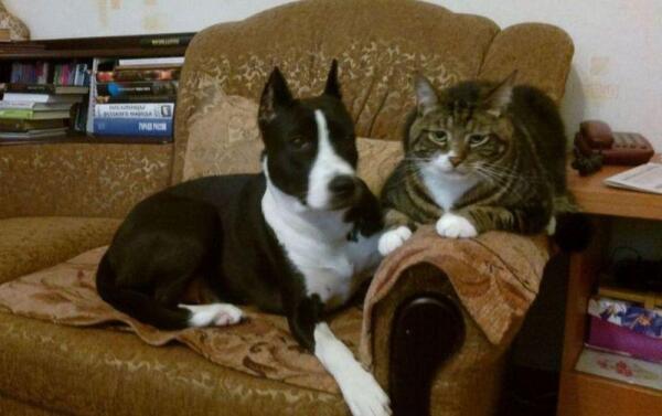 А теперь мы друзья навек!