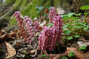 Что такое царь-трава? Петров крест