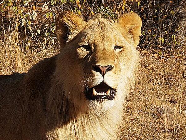 Львы – главная гордость заповедника Укутула