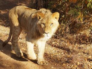 Прогулка со львами. Когда нужно притвориться деревом?
