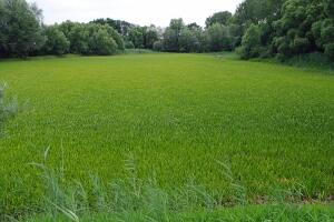 Телорез, или Какое растение знает законы физики?