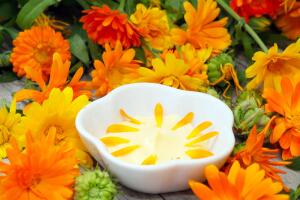 Как приготовить мазь и настойку из календулы?