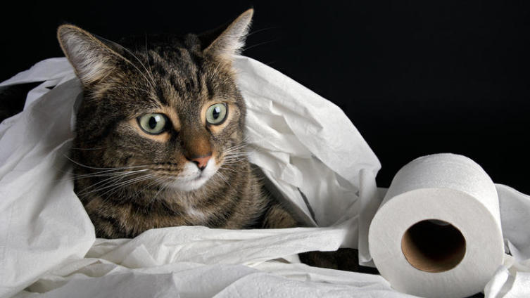 Как приучить кота к унитазу? Инструкция для начинающих котовладельцев