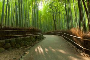 Бамбуковый лес Сагано - вдохновит и утешит?