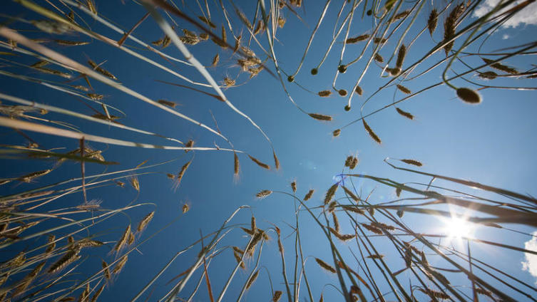 «Над пропастью во ржи». О чем этот роман?