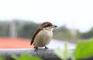 Что за птица - сорокопут?