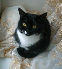 Моя спасительница от компьютерной заразы