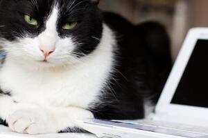 Любят ли кошки компьютеры?