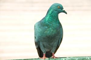 Откуда родом домашний голубь?