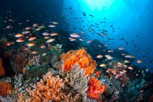 Как образуются и где обитают кораллы?