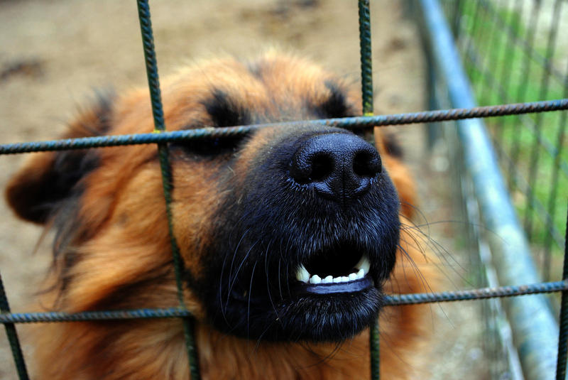 Есть ли на свете собаки с металлическими зубами? | Животные | ШколаЖизни.ру